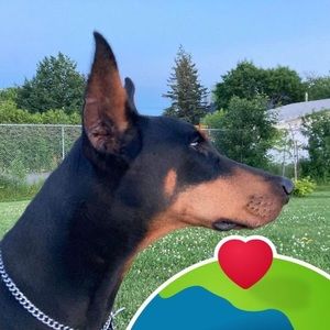 Meet your Posher, Jean